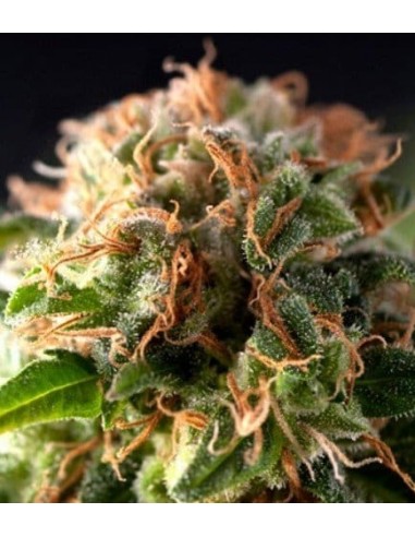 Pyramid Seeds - Fresh Candy - 1 Seme