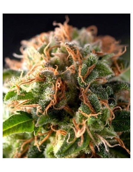 Pyramid Seeds - Fresh Candy - 1 Seme