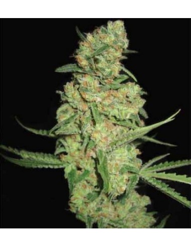 Pyramid Seeds - Galaxy - 1 Seme