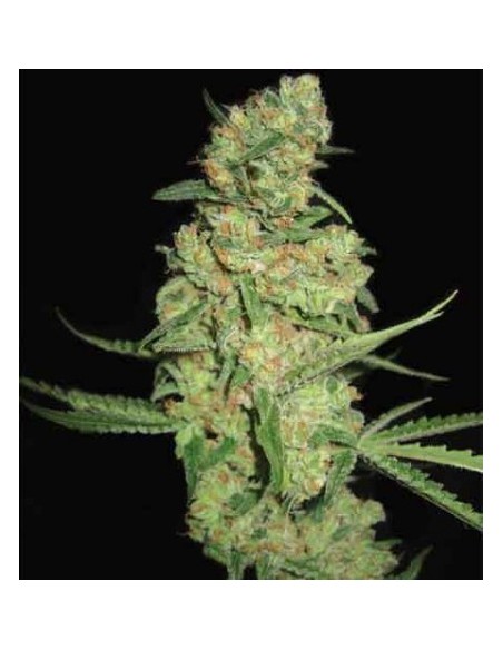 Pyramid Seeds - Galaxy - 50 Semi