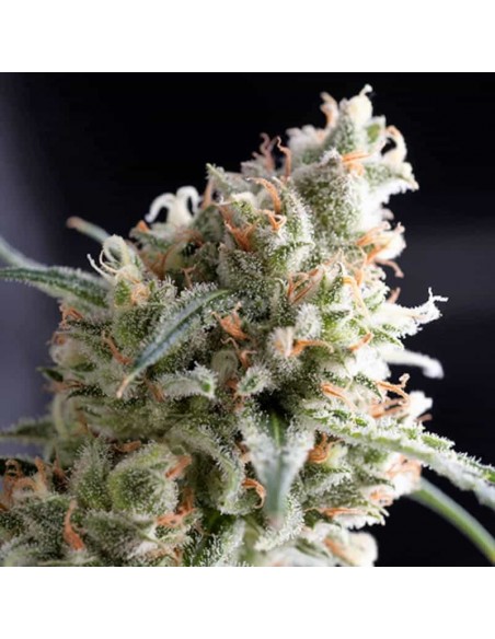 Pyramid Seeds - Kukulkan - 1 Seme