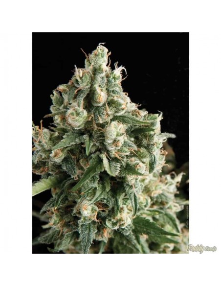 Pyramid Seeds - Lennon - 1 Seme