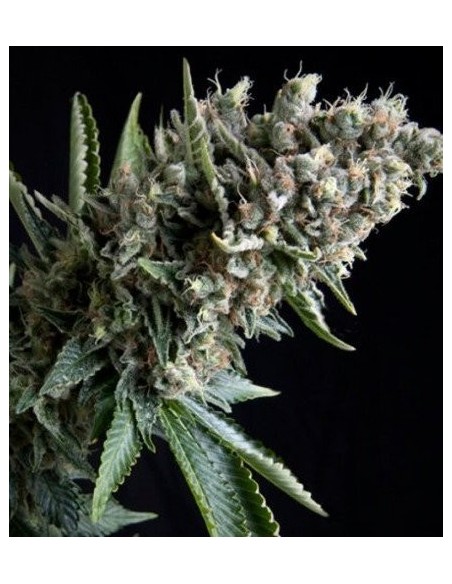 Pyramid Seeds - Nefertiti - 1 Seme