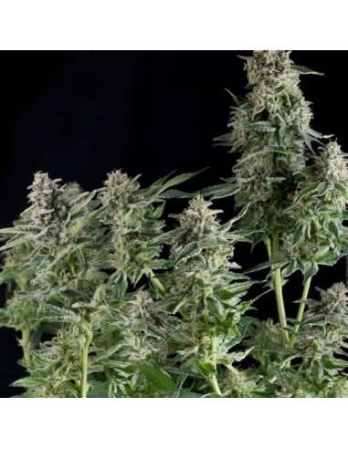 Pyramid Seeds - Northern Lights - 1 Seme