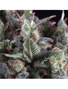 Pyramid Seeds - Olympia - 1 Seme