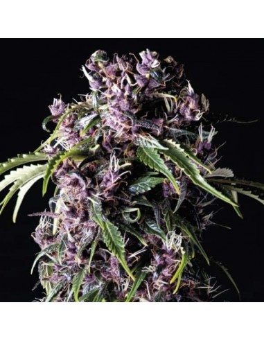 Pyramid Seeds - Purple - 1 Seme