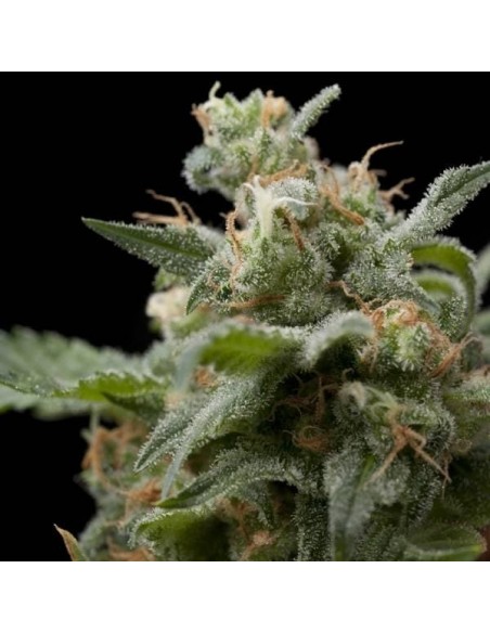 Pyramid Seeds - Super Hash - 1 Seme