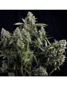 Pyramid Seeds - Tutankhamon - 1 Seme