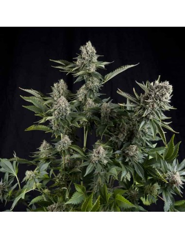 Pyramid Seeds - White Widow - 1 Seme