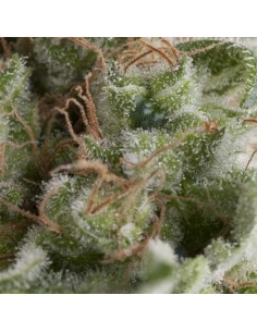 Pyramid Seeds -  Auto Ameican Pie - 3 Semi