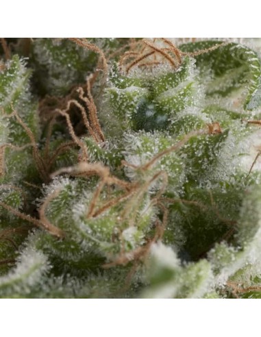 Pyramid Seeds -  Auto Ameican Pie - 3 Semi