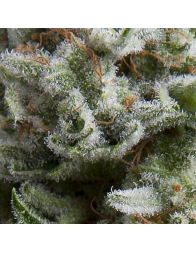 Pyramid Seeds -  Auto Anesthesia - 1 Seme