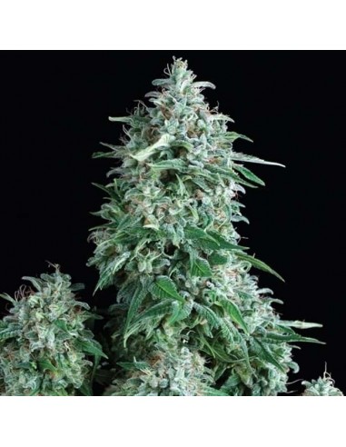 Pyramid Seeds -  Auto Anubis - 1 Seme