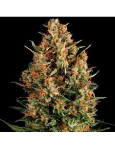 Pyramid Seeds -  Auto Fresh Candy - 1 Seme