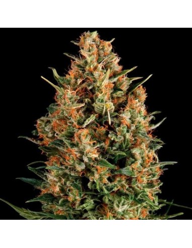 Pyramid Seeds -  Auto Fresh Candy - 1 Seme