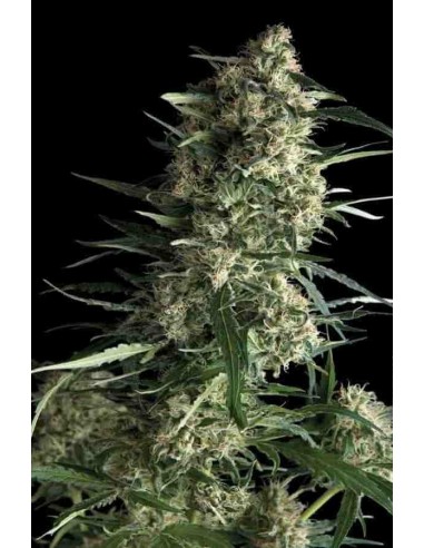 Pyramid Seeds -  Auto Galaxy - 1 Seme