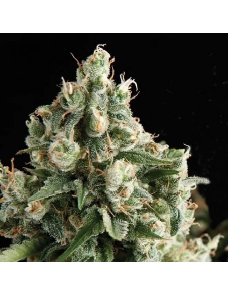 Pyramid Seeds -  Auto Lennon - 1 Seme