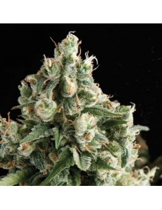Pyramid Seeds -  Auto Lennon - 3 Semi