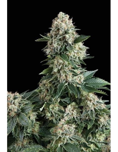 Pyramid Seeds -  Auto New York City - 1 Seme