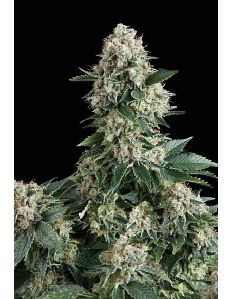 Pyramid Seeds -  Auto New York City - 3 Semi