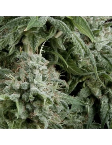 Pyramid Seeds -  Auto Northern Lights - 1 Seme Pyramid Seeds -  Auto Northern Lights - 1 Seme