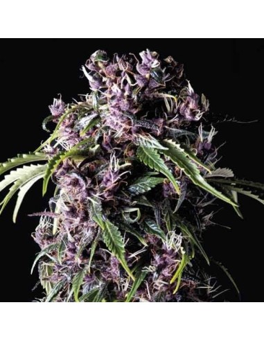 Pyramid Seeds -  Auto Purple - 1 Seme