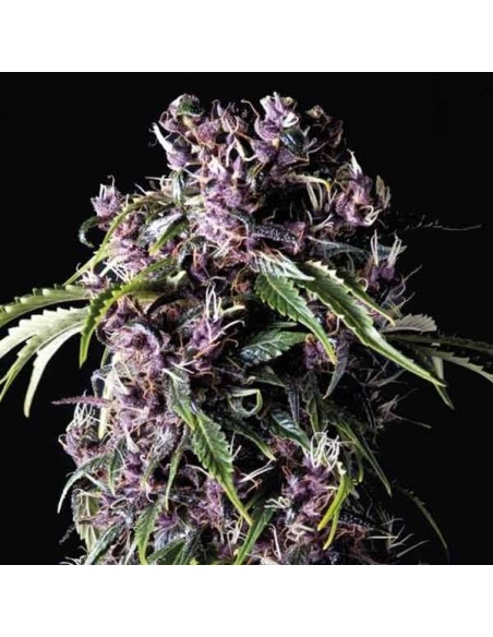 Pyramid Seeds -  Auto Purple - 1 Seme
