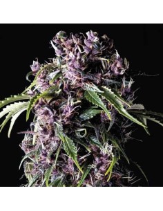 Pyramid Seeds -  Auto Purple - 3 Semi