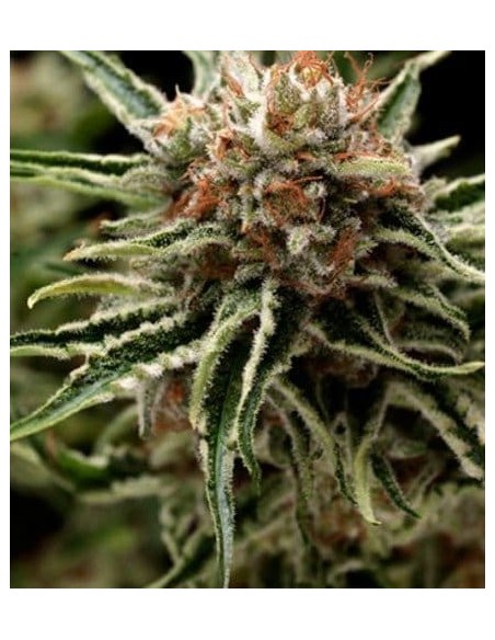 Pyramid Seeds -  Auto Shark - 1 Seme