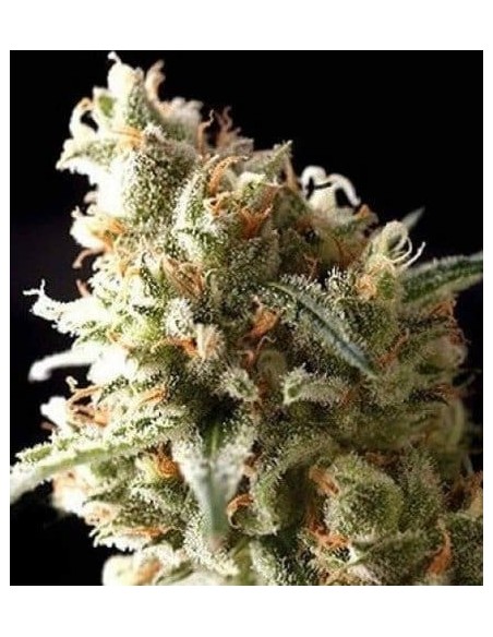 Pyramid Seeds -  Auto Super OG Kush - 1 Seme