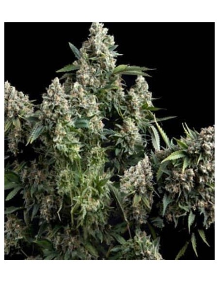 Pyramid Seeds -  Auto Tutankhamon - 5 Semi