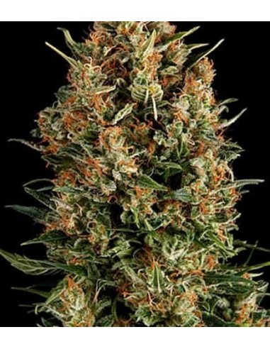 Pyramid Seeds -  Auto Wembley - 1 Seme