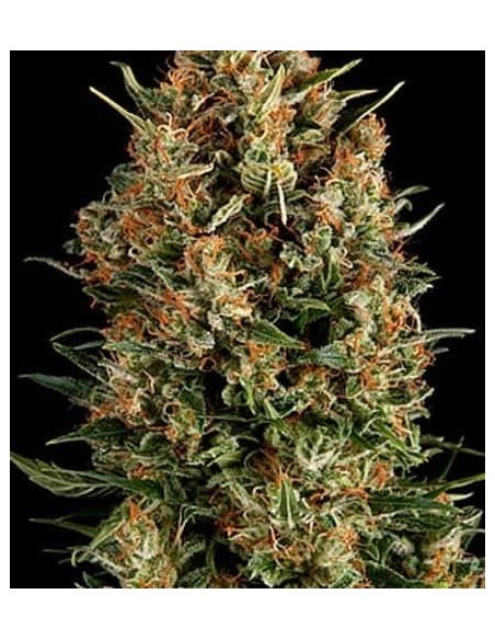 Pyramid Seeds -  Auto Wembley - 3 Semi