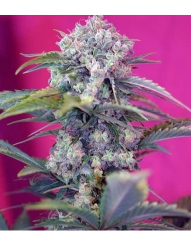 Sweet Seeds - Cream Mandarine Auto - 3 Semi + 1 Gratis