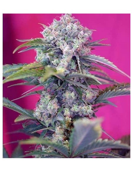 Sweet Seeds - Cream Mandarine Auto - 3 Semi + 1 Gratis