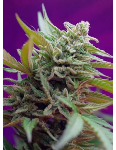 Sweet Seeds - Black Jack Auto - 3 Semi + 1 Gratis