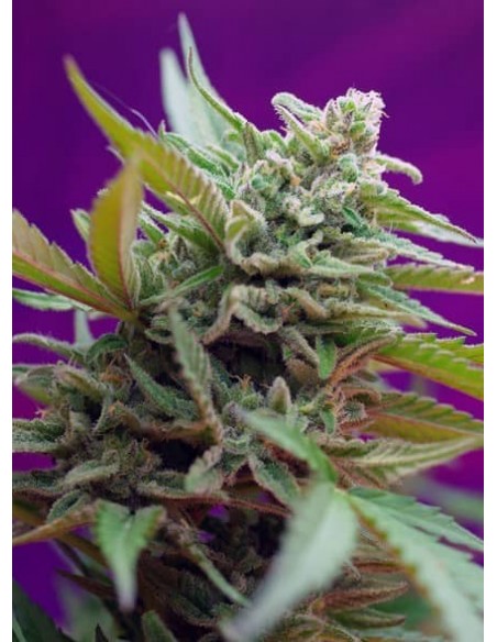 Sweet Seeds - Black Jack Auto - 5 Semi + 2 Gratis