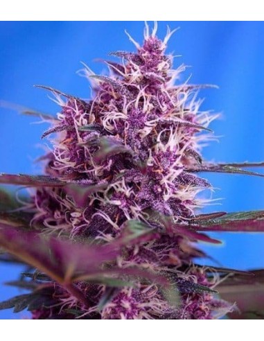 Sweet Seeds - Red Poison Auto - Red Family - 5 Semi + 2 Gratis