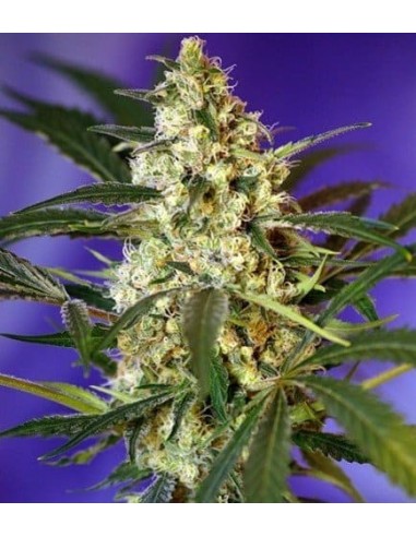 Sweet Seeds - Fast Bud 2 Auto - 3 Semi + 1 Gratis