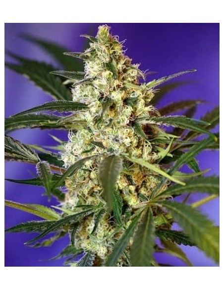 Sweet Seeds - Fast Bud 2 Auto - 3 Semi + 1 Gratis