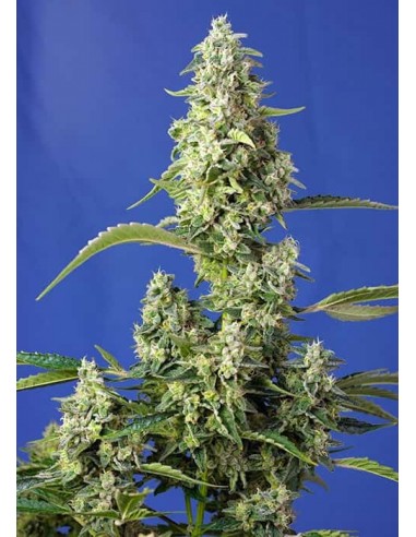 Sweet Seeds - Gorilla Girl XL Auto - 3 Semi + 1 Gratis