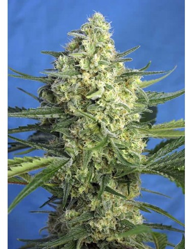 Sweet Seeds - Jack 47 XL Auto - 3 Semi + 1 Gratis