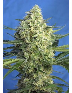 Sweet Seeds - Jack 47 XL Auto - 5 Semi + 2 Gratis