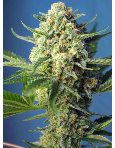 Sweet Seeds - S.A.D - Sweet Afgani Delicious Auto - 5 Semi + 2 Gratis