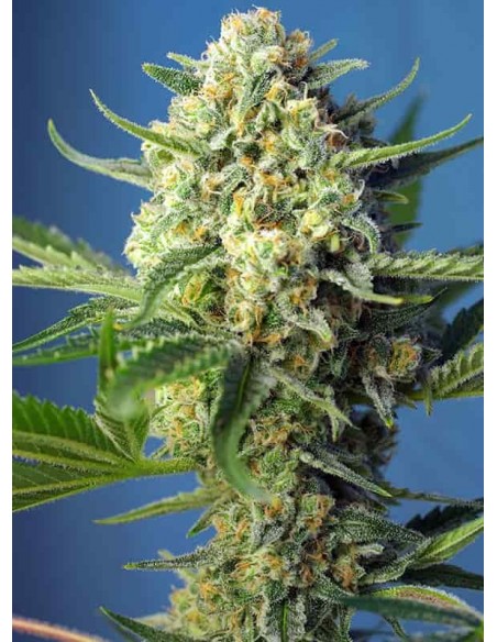 Sweet Seeds - S.A.D - Sweet Afgani Delicious Auto - 5 Semi + 2 Gratis
