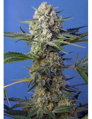 Sweet Seeds - Crystal Candy F1 Fast Version - 5 Semi + 2 Gratis