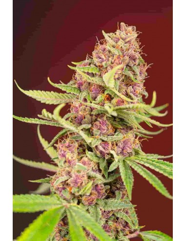 Sweet Seeds - Red Mandarine F1 Fast Version- 5 Semi + 2 Gratis