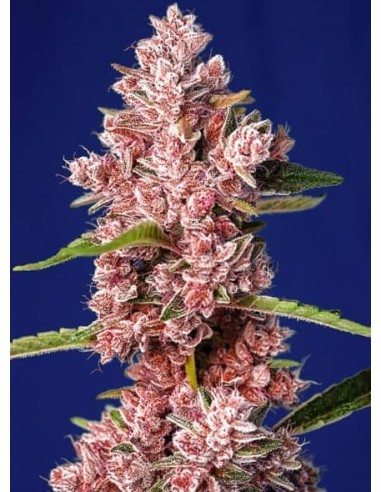 Sweet Seeds - Tropicanna Poison F1 Fast Version - 3 Semi + 1 Gratis