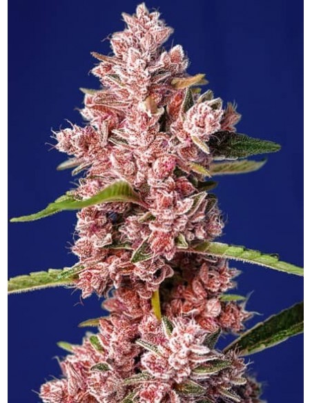 Sweet Seeds - Tropicanna Poison F1 Fast Version - 3 Semi + 1 Gratis