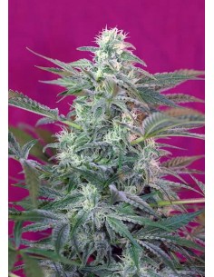 Sweet Seeds - Big Foot Femminizzata - 5 Semi + 2 Gratis